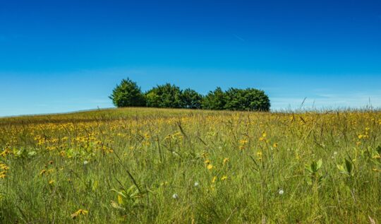 Prawo żądania zniesienia współwłasności