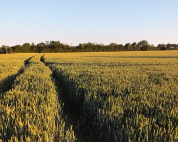 Postępowanie przymuszające i grzywna